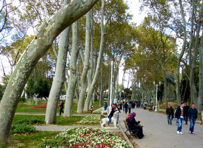 Plane trees provide shade on the main walkway through Gülhane Park in Istanbul. Photo by Yvonne Michie Horn