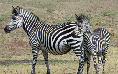 A zebra and her foal.
