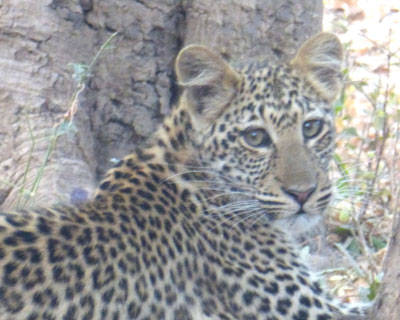 A leopard cub in South Luangwa National Park.