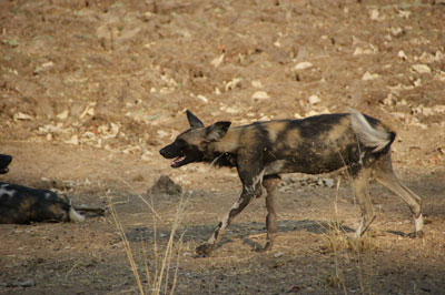 Our first wild dog sighting.
