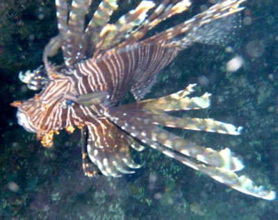Lionfish are endemic to the South Pacific but are now proliferating in the Caribbean. Photos: Milum