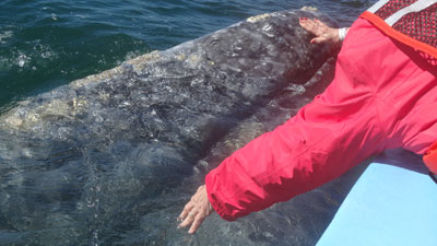 This gray whale allowed us to touch her — Baja California Sur. 