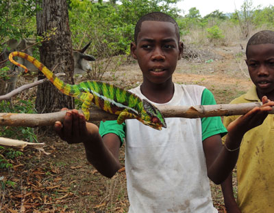 In Madagascar, children shared this colorful, ever-changing Nosy Be chameleon with us.