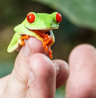 The iconic frog of Costa Rica on our guide’s finger, its eyes bright red, its body pale green and its feet orange. Photos by George Anderson
