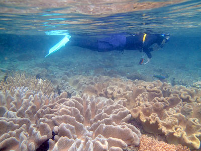 Snorkeling over massive soft corals.