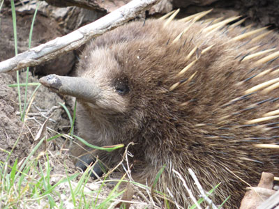 The odd-looking echidna.