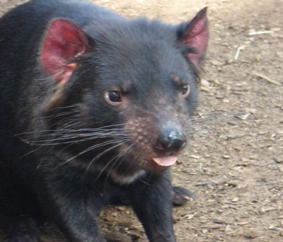 Tasmanian devil, Bonorong Wildlife Sanctuary.