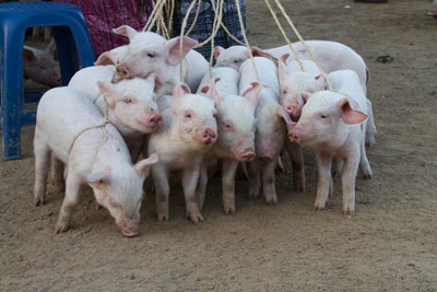 These little pigs went to market… in San Francisco El Alto. Photo<br />
by Margaret Mallory