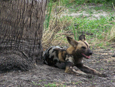 A wild dog, part of a pack in Selous Game Reserve.