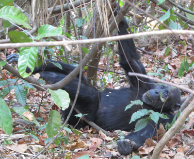 A female chimpanzee prepares to bed down for the night in Mahale Mountains National Park.