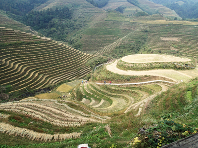 View of the Longji rice terraces near Langshuo.