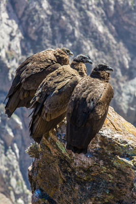 Three condors perched above Colca Canyon in Peru. Photo: ©Vitaliy Markov/123rf