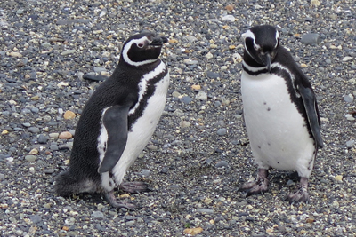 Penguins sighted on Beagle Channel cruise from Ushuaia.