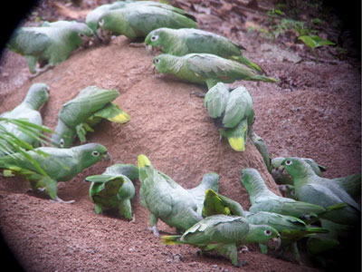 Small green parrots at one of the clay licks we visited.