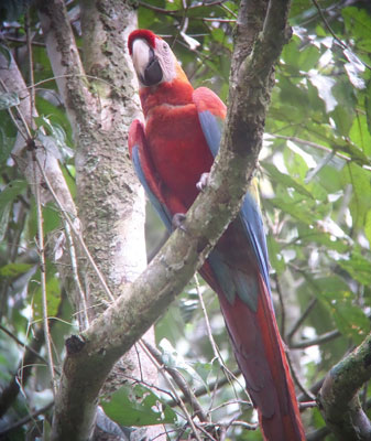 A bright-red-and-blue scarlet macaw.