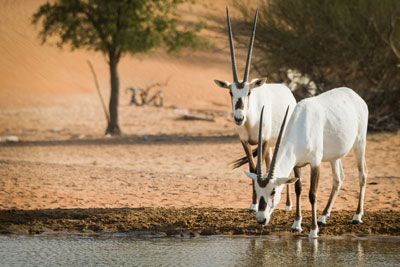 Arabian oryxes at a water hole —  Al Maha Resort, Dubai Desert Conservation Reserve. Photo ©Rob Hill/123rf