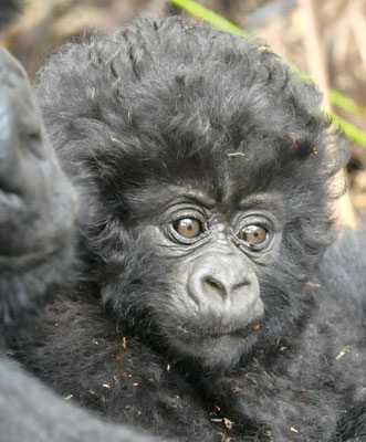 Baby gorilla in the Kwitonda troop — Rwanda. Photos by Marilyn Armel