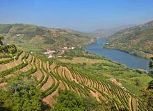 The Douro’s hillsides are lined with stepped terraces built over the centuries, and more modern large, smooth terraces, with vines planted in vertical rows. Photo by Dominic Arizona Bonuccelli