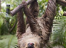 A Hoffman’s two-toed sloth — Costa Rica.