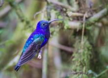 Violet sabrewing hummingbird — La Paz Waterfall Gardens, Costa Rica. Photo by Christine Beebe