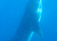 A whale shark vertically feeding. Photo by Susan Dailey