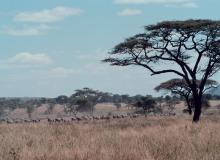 Zebras migrating through Serengeti National Park.