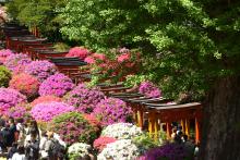 The torii tunnel, surrounded by azaleas, at Nezu Shrine — Tokyo. Photo by Clyde F. Holt