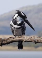 A pied kingfisher (black and white) — Pilanesberg National Park, South Africa. Photo by Emily Moore