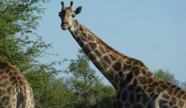 A curious giraffe in the bush in the Okavango Delta.