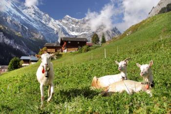 Life is good in Switzerland’s Gimmelwald, even for sunbathing goats. Photo by Dominic Arizona Bonuccelli