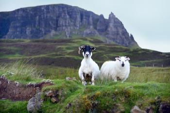 As you drive around the Trotternish Peninsula on the Isle of Skye, you may encounter more sheep than people. Photo by Cameron Hewitt