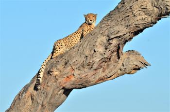 A cheetah perched in a tree in Savute.