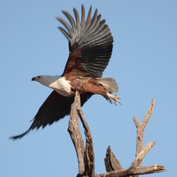 Fish eagle in flight.
