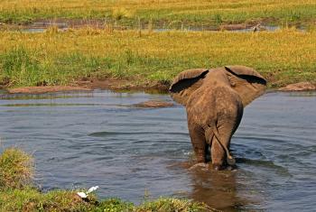 An elephant showing off its enormous ears — Royal Zambezi Lodge, Zambia. Photo by Helen Weismeyer