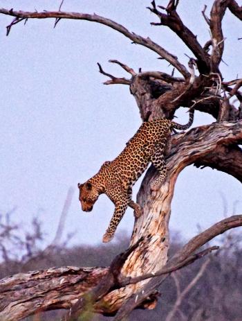 A leopard, at dusk, leaving her lookout in Chobe  National Park, Botswana. Photo by Mary Small