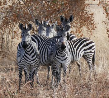 Zebras in Zambia’s South Luangwa National Park.