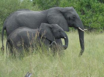 Mother elephant and calf in Botswana. Photo by Edna R.S. Alvarez