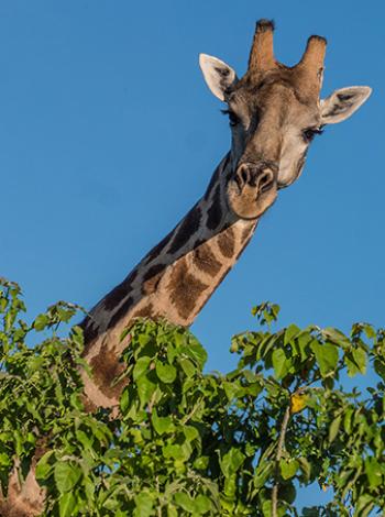 A curious giraffe.