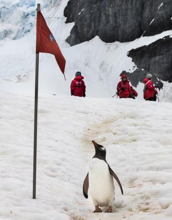 A curious penguin wonders, “Who’s invading?”