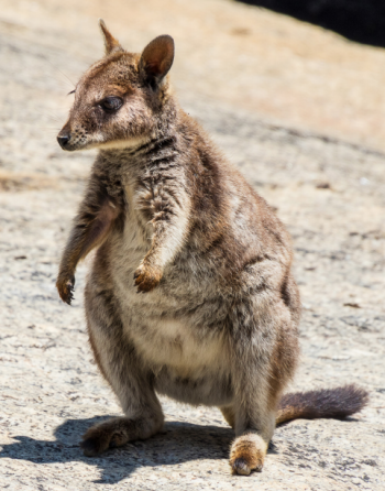 A friendly rock wallaby seen in Granite Gorge Nature Park.