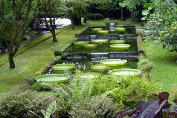 Giant Santa Cruz water lilies abound in the pools of Terra Nostra Botanical Garden in Furnas, São Miguel.