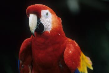 A scarlet macaw in Costa Rica. Photo by Bobbi Benson