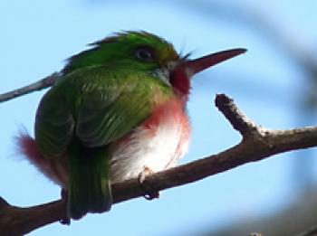 A bee hummingbird (green back, red throat) in Zapata Swamp National Park, Cuba. Photo by Linda Beuret