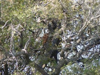 A Pel's fishing owl in a jackalberry tree — Okavango Delta, Botswana. Photo by Linda Beuret
