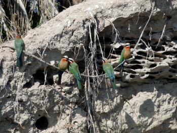 White-fronted bee-eaters — Botswana. Photo by Linda Beuret