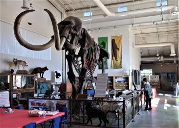 Mammoth skeleton in the Fossil Discovery Center — Chowchilla, California.