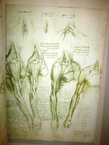 Some of da Vinci's anatomical drawings in the museum. Photo by Victor Block