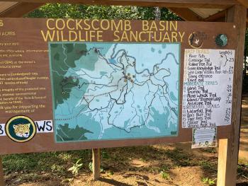 Cockscomb Basin Wildlife Sanctuary harbors jaguars — Belize. Photo by Audrey Brandt