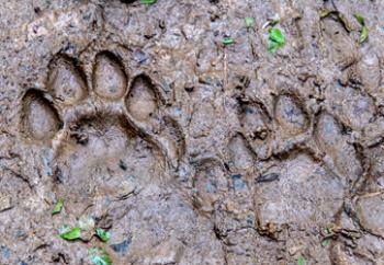 Footprints on a walking trail in Belize’s jaguar sanctuary. Photo by Audrey Brandt