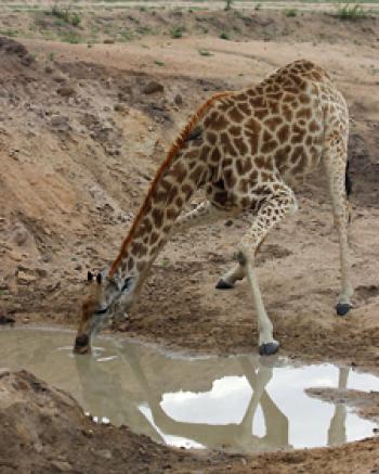 Giraffe drinking water in Sabi Sands Game Reserve, South Africa. Photo by Joyce Bruck